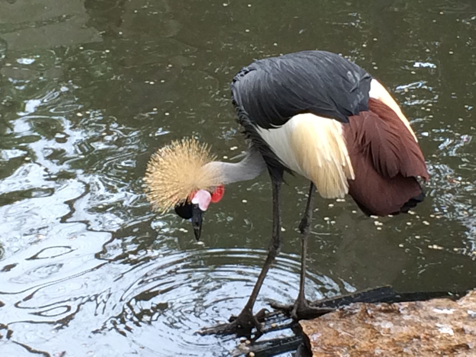Washington Park Zoo
